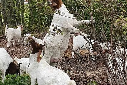 Kje en geit prøver å klatre opp i busker i en skog, omgitt av flere andre geiter på bakken, med grønne trær og bladverk i bakgrunnen.