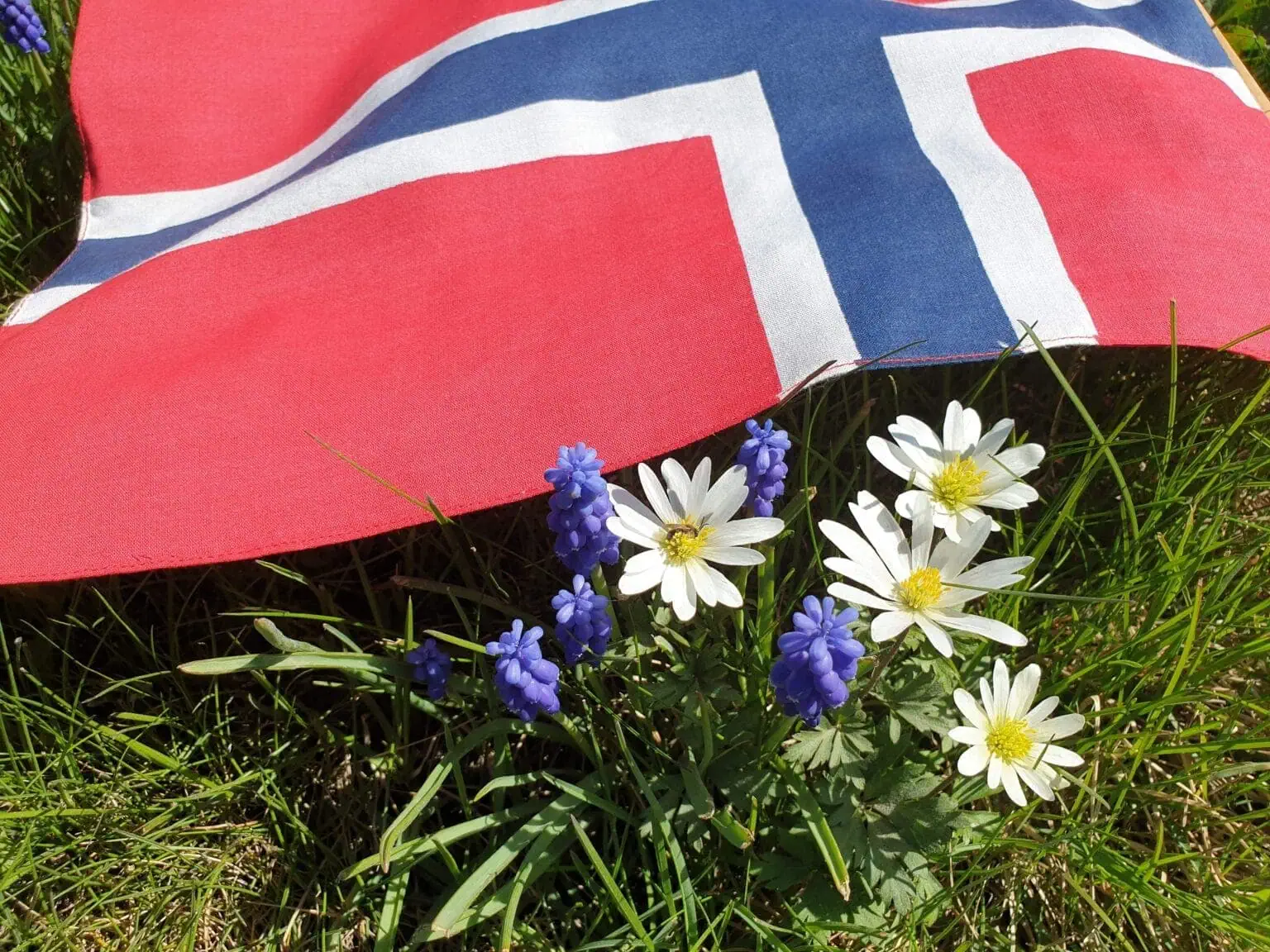 Norsk flagg liggende på gress med hvite og blå blomster foran.