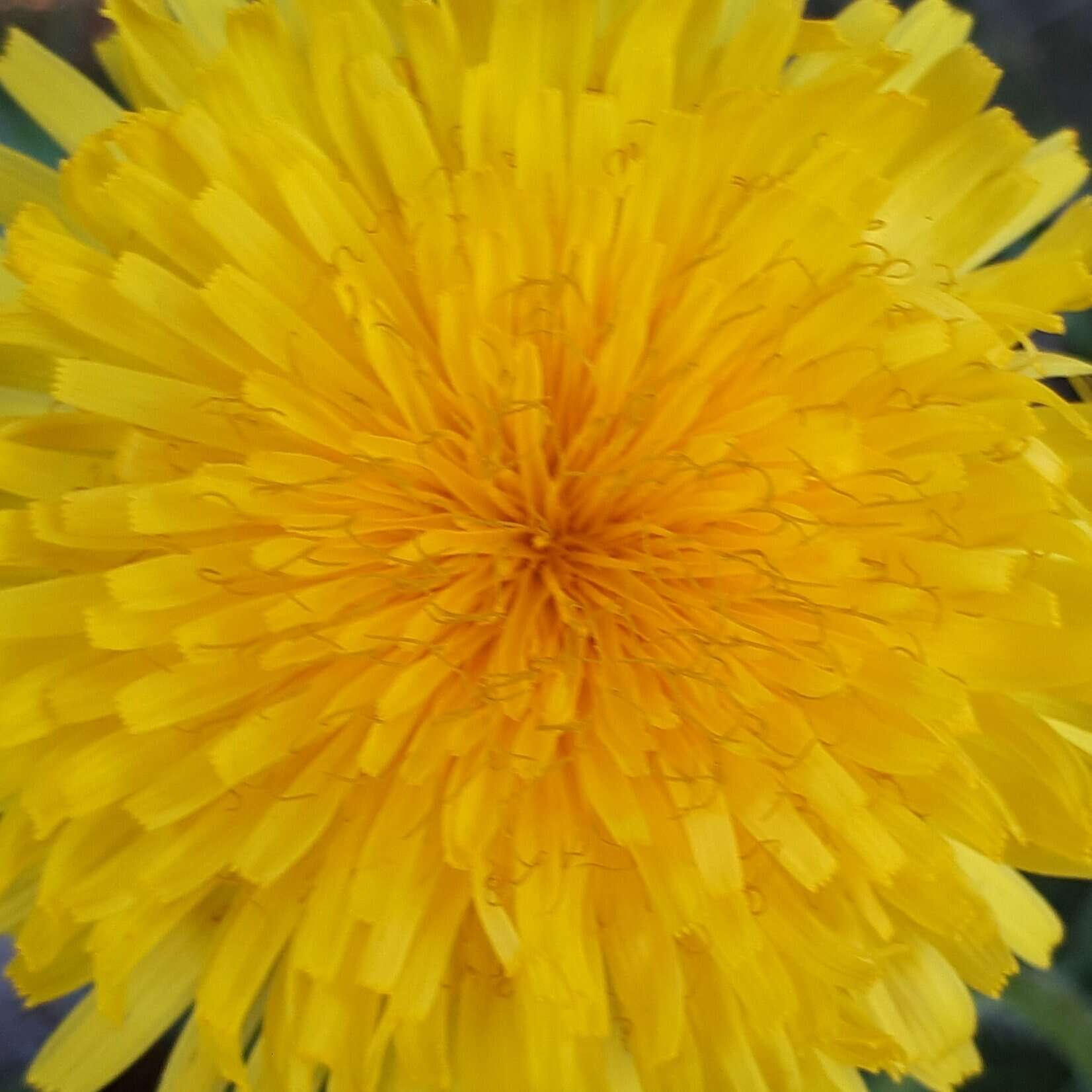 Fargerik gul blomster, detaljert nærbilde av blomstens midtparti med spiralformede blomsterbærere, perfekt for hage- og blomsterentusiaster.