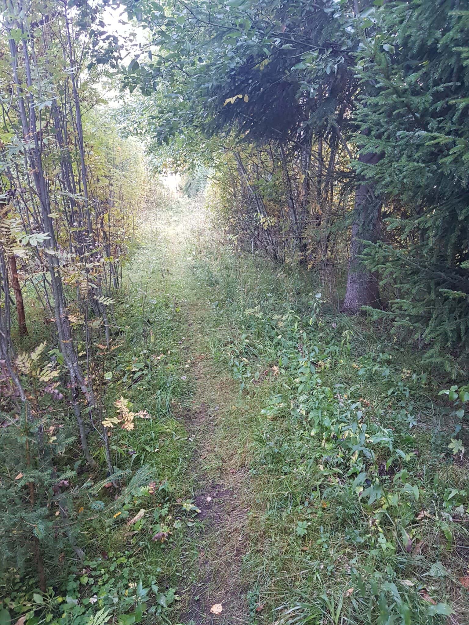 Skogssti omringet av grønne planter og trær, ideell for naturopplevelser og friluftsliv i Norge.