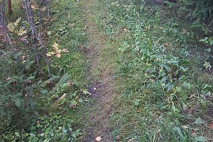 Skogssti omringet av grønne planter og trær, ideell for naturopplevelser og friluftsliv i Norge.