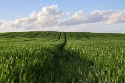 Grønt jordbruksland med traktorspor under en blå himmel med skyer, landbruk og landbruksproduksjon i fokus.